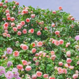 Dames de Chenonceau Rose