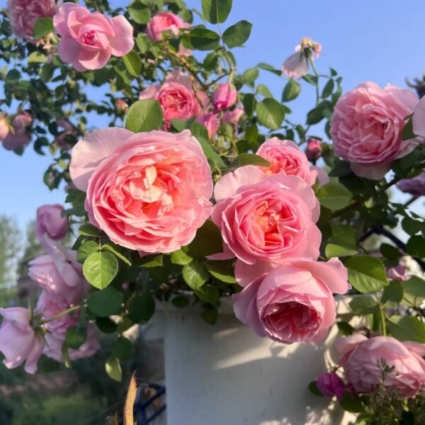 Dames de Chenonceau Rose