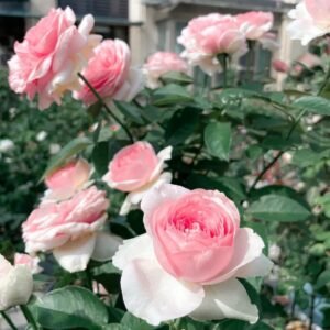 Dark Pink Monalisa Rose