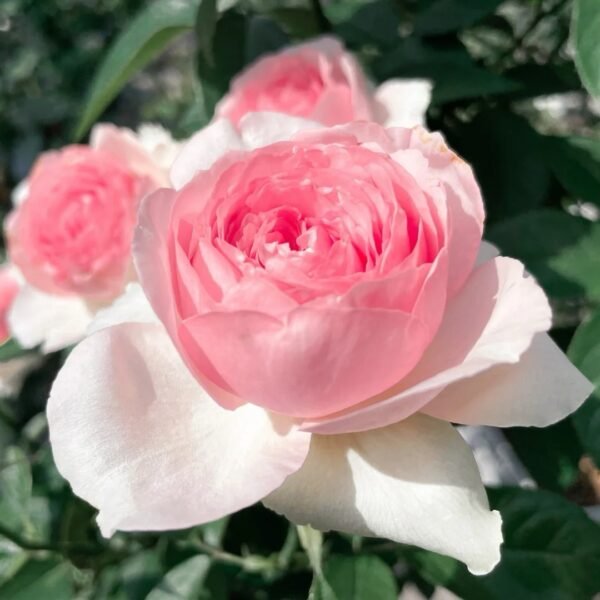 Dark Pink Monalisa Rose