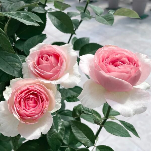 Dark Pink Monalisa Rose