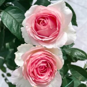 Dark Pink Monalisa Rose