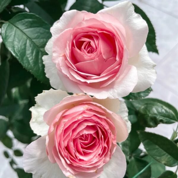 Dark Pink Monalisa Rose