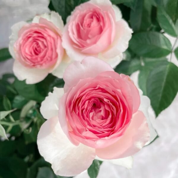 Dark Pink Monalisa Rose