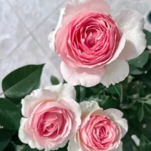 Dark Pink Monalisa Rose