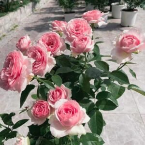 Dark Pink Monalisa Rose