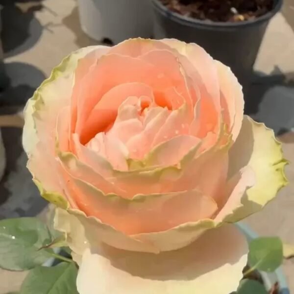 Doris Day Rose