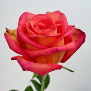 Fairy Tale World Rose