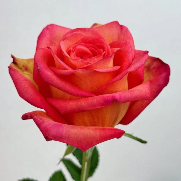 Fairy Tale World Rose