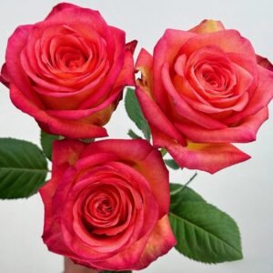 Fairy Tale World Rose