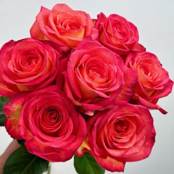 Fairy Tale World Rose