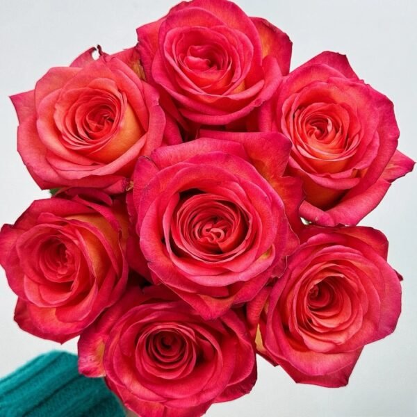 Fairy Tale World Rose