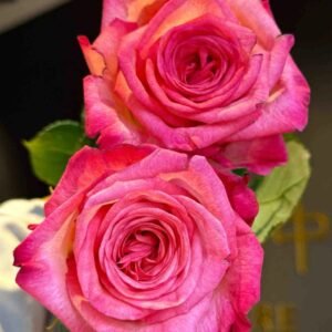 Fairy Tale World Rose