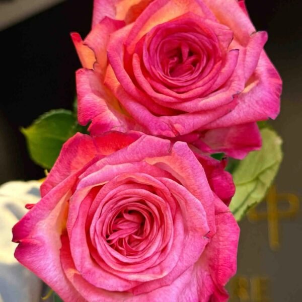 Fairy Tale World Rose