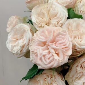 Gentle Trendsetter Rose