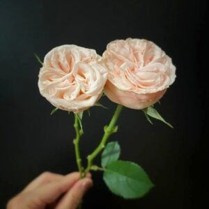 Gentle Trendsetter Rose