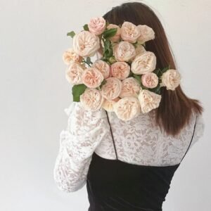 Gentle Trendsetter Rose
