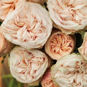 Gentle Trendsetter Rose