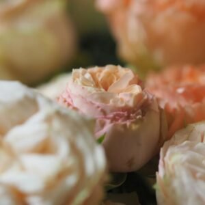 Gentle Trendsetter Rose