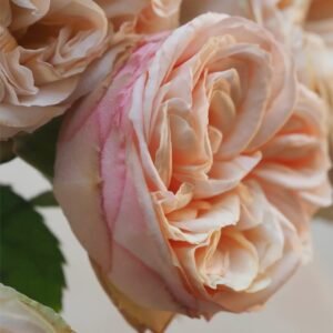 Gentle Trendsetter Rose