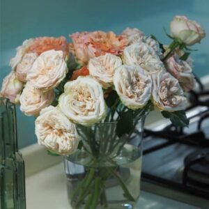 Gentle Trendsetter Rose