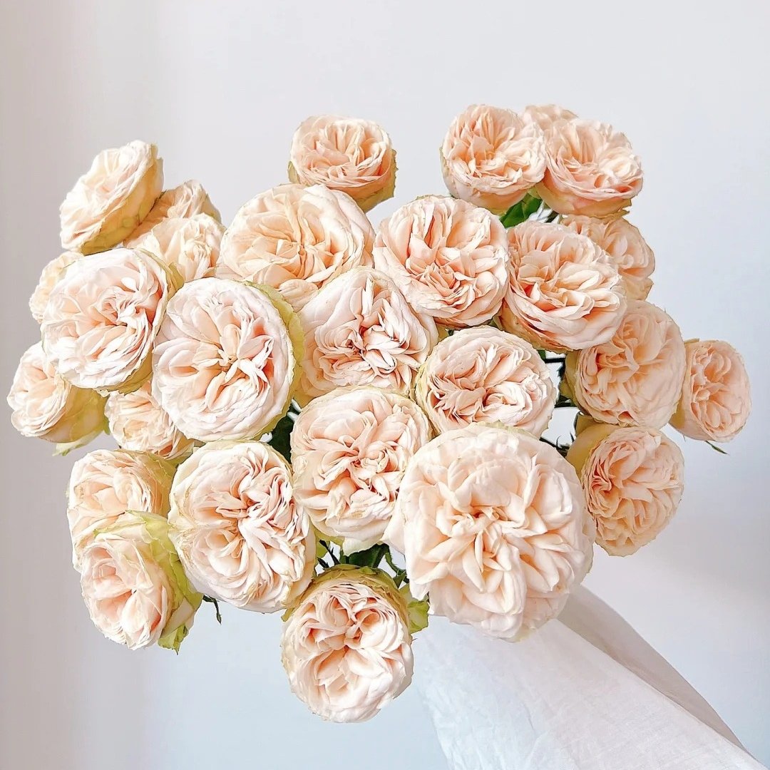 Gentle Trendsetter Rose