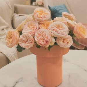 Gentle Trendsetter Rose