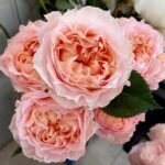 Georgia Peach Rose
