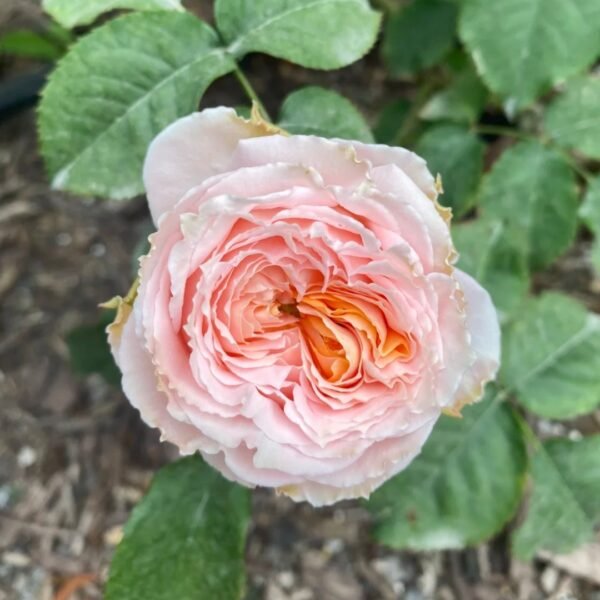 Georgia Peach Rose
