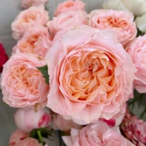 Georgia Peach Rose