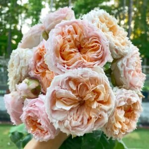 Georgia Peach Rose