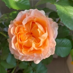 Georgia Peach Rose
