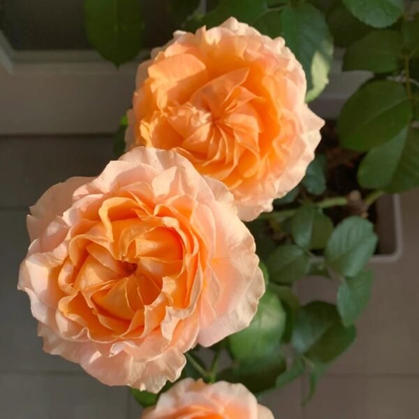 Georgia Peach Rose