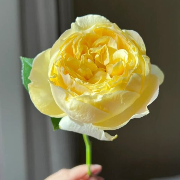 Golden Yves Piaget Rose