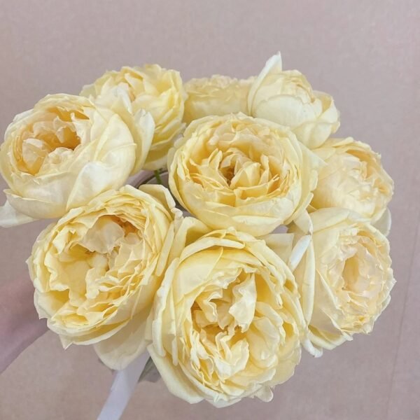 Golden Yves Piaget Rose