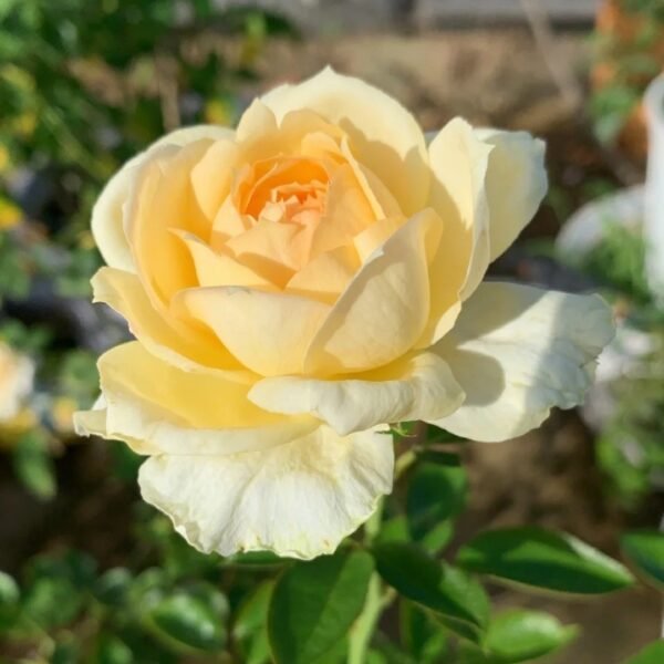 Golden Yves Piaget Rose