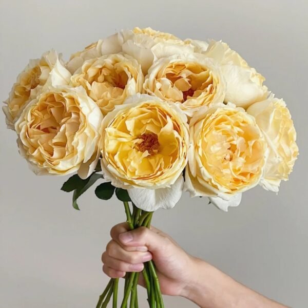 Ivory Yves Piaget Rose