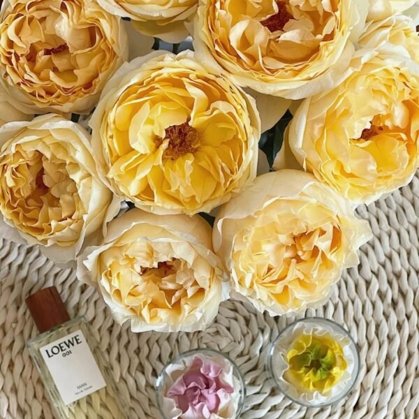 Ivory Yves Piaget Rose