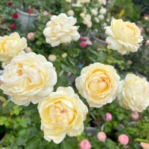 Ivory Yves Piaget Rose