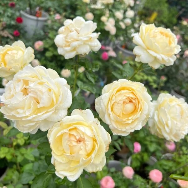Ivory Yves Piaget Rose