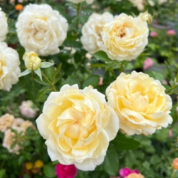 Ivory Yves Piaget Rose