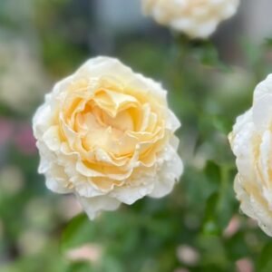 Ivory Yves Piaget Rose