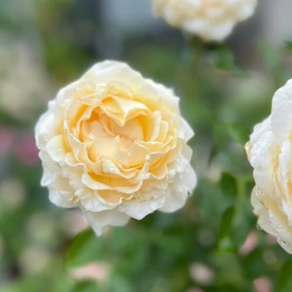 Ivory Yves Piaget Rose