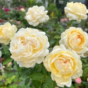 Ivory Yves Piaget Rose