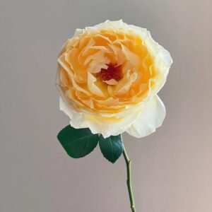 Ivory Yves Piaget Rose
