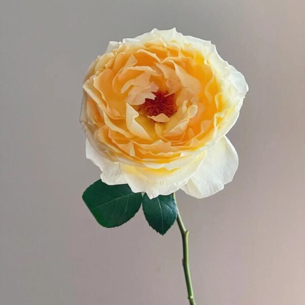 Ivory Yves Piaget Rose