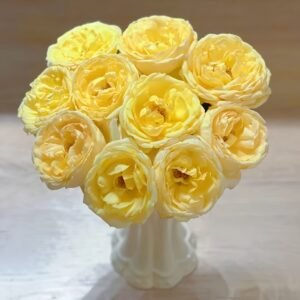 Ivory Yves Piaget Rose