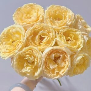 Ivory Yves Piaget Rose