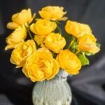Jeanne d’Arc Rose
