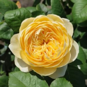 Jeanne d’Arc Rose